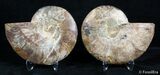 Inch Cut/Polished Ammonite #3026-2